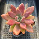 Graptoveria 'Ruby Donna' 2"-3" Succulent Plant