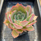 Echeveria 'Salmon' 4" Large Succulent Plant