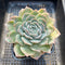 Echeveria 'Helena' x 'Icy Green' 4" Large Succulent Plant