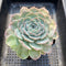 Echeveria 'Helena' x 'Icy Green' 4" Large Succulent Plant