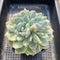 Echeveria 'Helena' x 'Icy Green' 4" Large Succulent Plant