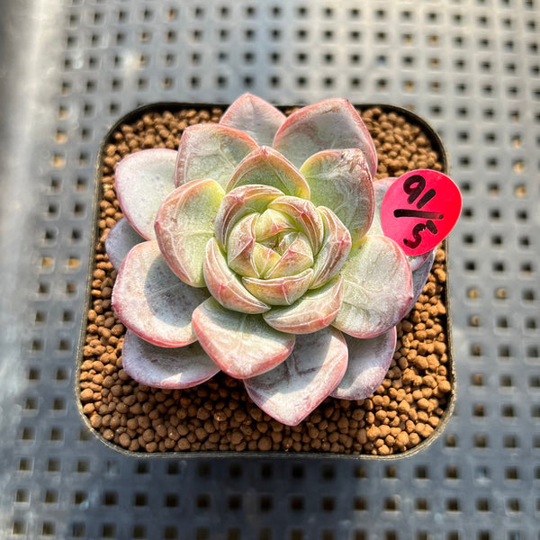 Echeveria 'Star Jelly' 2" Succulent Plant Cutting