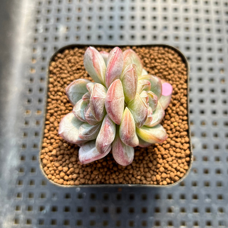 Echeveria 'Star Jelly' 2" Succulent Plant Cutting