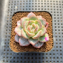 Echeveria 'Star Jelly' 2" Succulent Plant Cutting