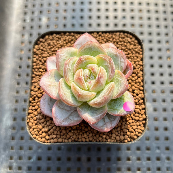 Echeveria 'Star Jelly' 2" Succulent Plant Cutting