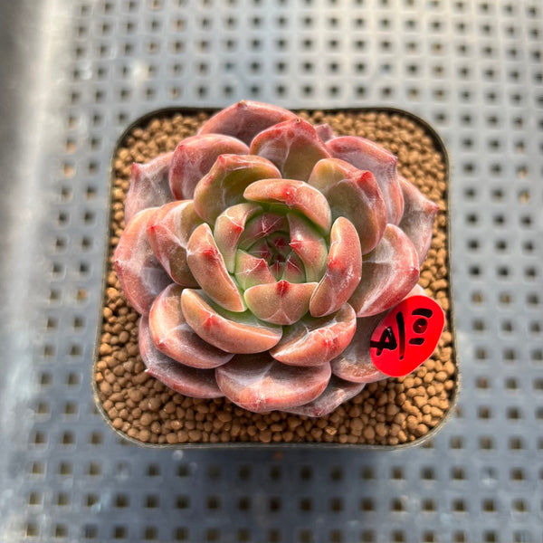 Echeveria 'Eos' 2" Succulent Plant Cutting