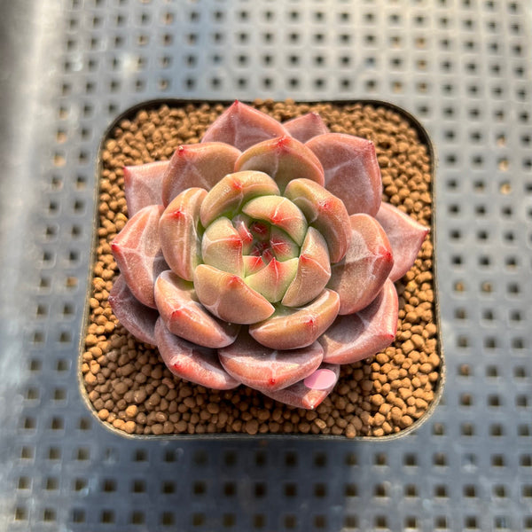 Echeveria 'Eos' 2" Succulent Plant Cutting