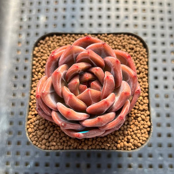 Echeveria 'Eos' 2" Succulent Plant Cutting