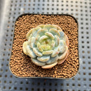 Echeveria 'Emerald Jelly' 2" Jelly Type Succulent Plant Cutting