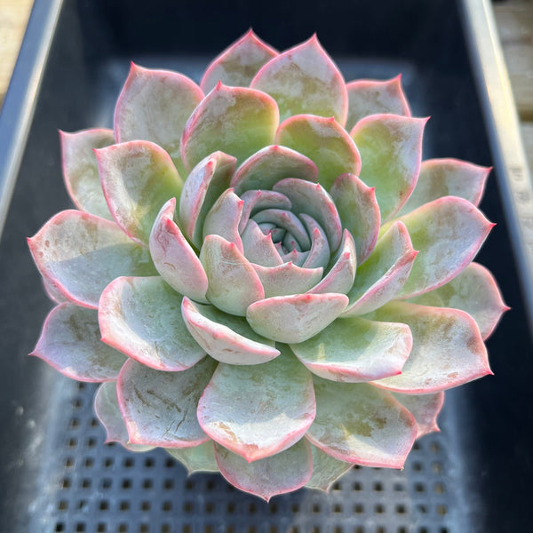 Echeveria sp. 5" Succulent Plant