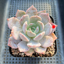 Echeveria 'Lehman' 3"-4" Succulent Plant