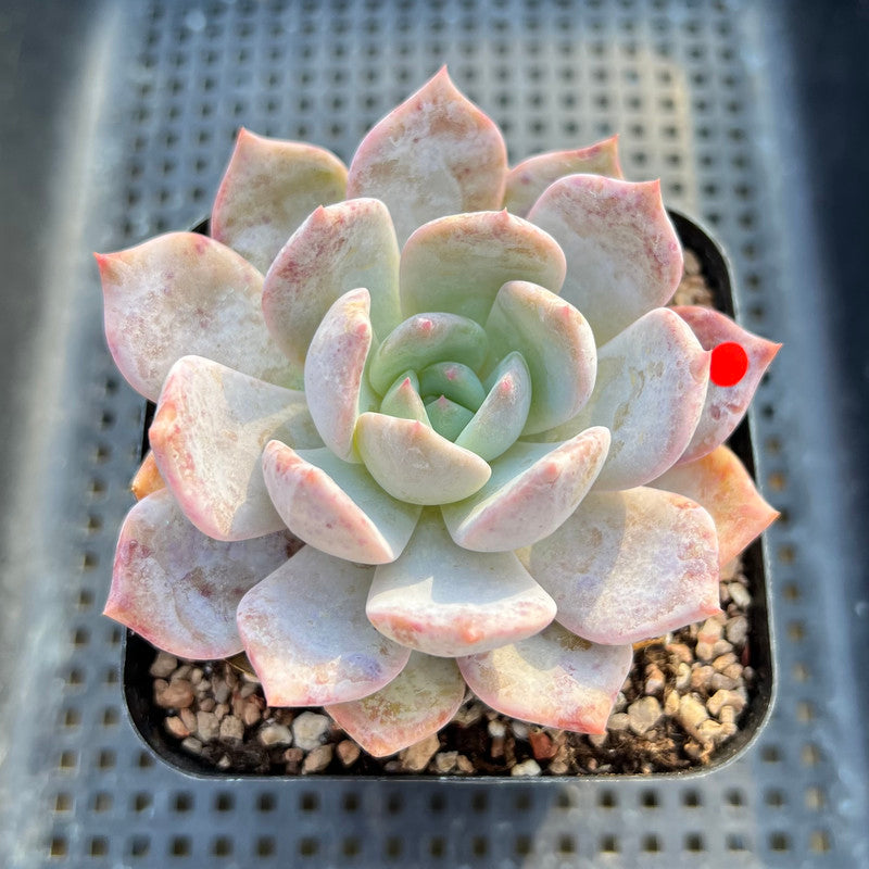 Echeveria 'Lehman' 3"-4" Succulent Plant