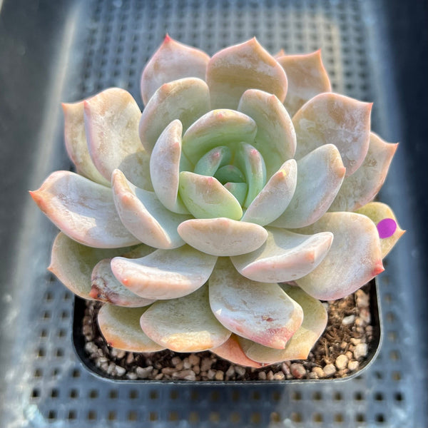 Echeveria 'Lehman' 3"-4" Succulent Plant