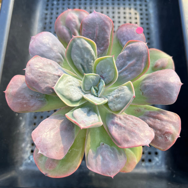 Echeveria 'Macaron' 4"-5" Zusung Original Hybrid Succulent Plant