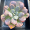 Echeveria 'Macaron' 4"-5" Zusung Original Hybrid Succulent Plant