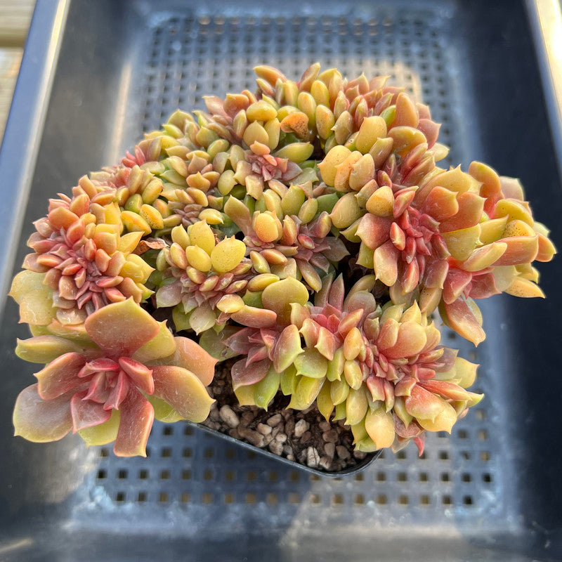 Echeveria 'Zestar' Crested Cluster 4"-5" Succulent Plant