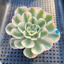 Echeveria 'Compton Carousel' Variegated 3" Succulent Plant