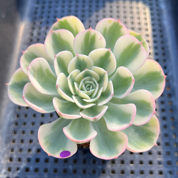 Echeveria 'Compton Carousel' Variegated 3" Succulent Plant