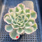 Echeveria 'Compton Carousel' Variegated 3" Succulent Plant