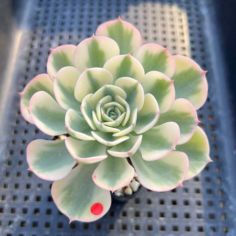 Echeveria 'Compton Carousel' Variegated 3" Succulent Plant