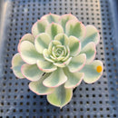 Echeveria 'Compton Carousel' Variegated 3" Succulent Plant