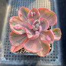 Echeveria 'Beyonce' Variegated 2"-3" Succulent Plant