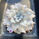 Echeveria 'Crispate Beauty' 3"-4" Succulent Plant