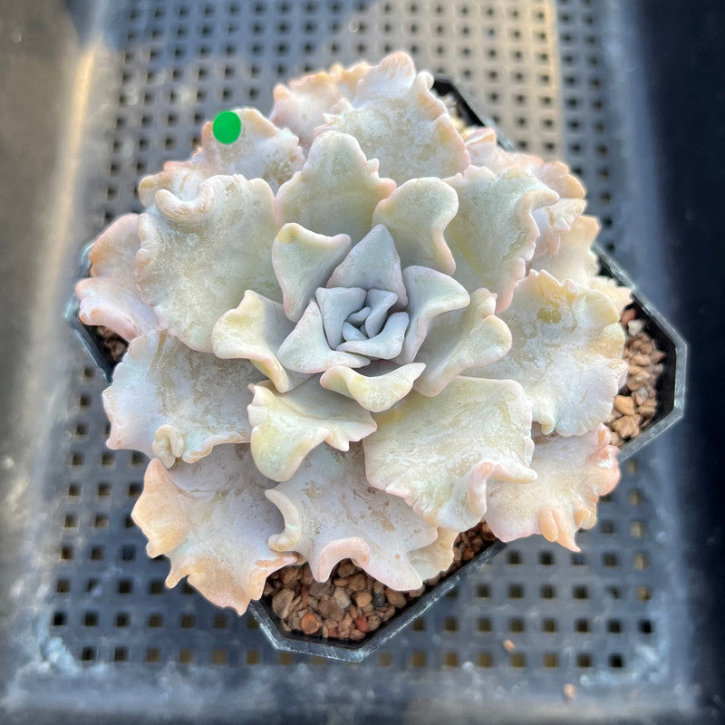 Echeveria 'Crispate Beauty' 3"-4" Succulent Plant