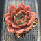 Echeveria 'Pink Champaign' 3"-4" Succulent Plant