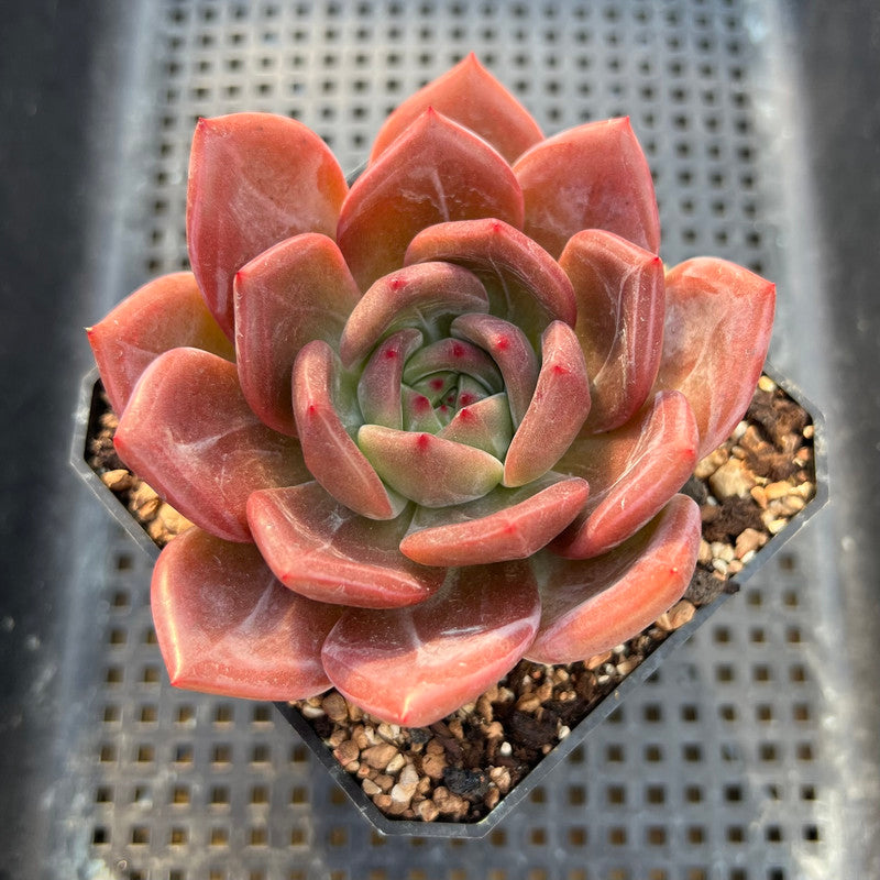 Echeveria 'Pink Champaign' 3"-4" Succulent Plant