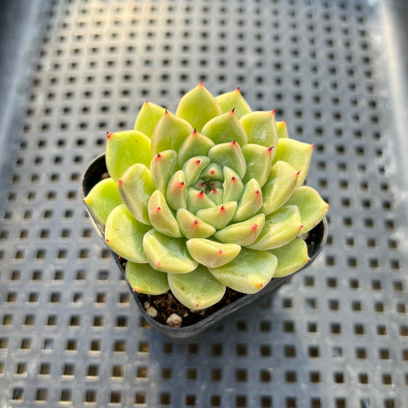 Echeveria 'Herbion' 2" Succulent Plant