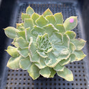 Echeveria 'Shaviana' Carunculated 3"-4" Succulent Plant