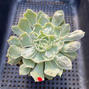 Echeveria 'Shaviana' Carunculated 3"-4" Succulent Plant