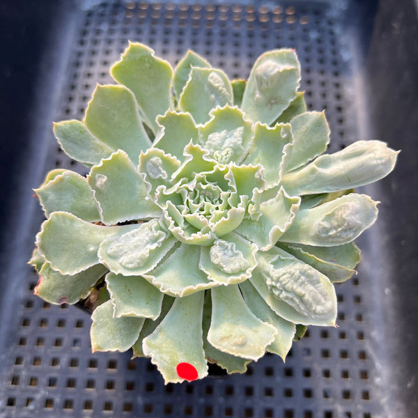 Echeveria 'Shaviana' Carunculated 3"-4" Succulent Plant