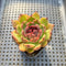 Echeveria 'Black Smoke' 2" Succulent Plant