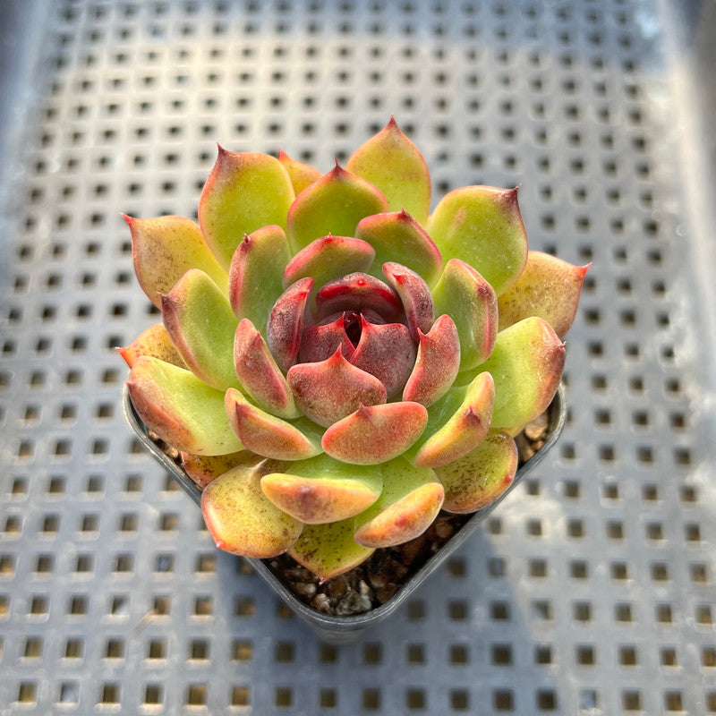 Echeveria 'Black Smoke' 2" Succulent Plant