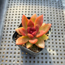 Echeveria 'Pine Rose' 2" Succulent Plant