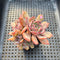 Echeveria 'Rainbow Goddess' 2" Cluster Succulent Plant