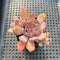 Echeveria 'Rainbow Goddess' 2" Cluster Succulent Plant