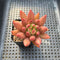 Pachyphytum sp. 2" Succulent Plant