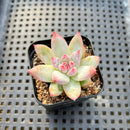 Echeveria Colorata Hybrid 2" Succulent Plant