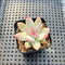 Echeveria Colorata Hybrid 2" Succulent Plant