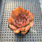 Echeveria 'Renoir' 2" Succulent Plant