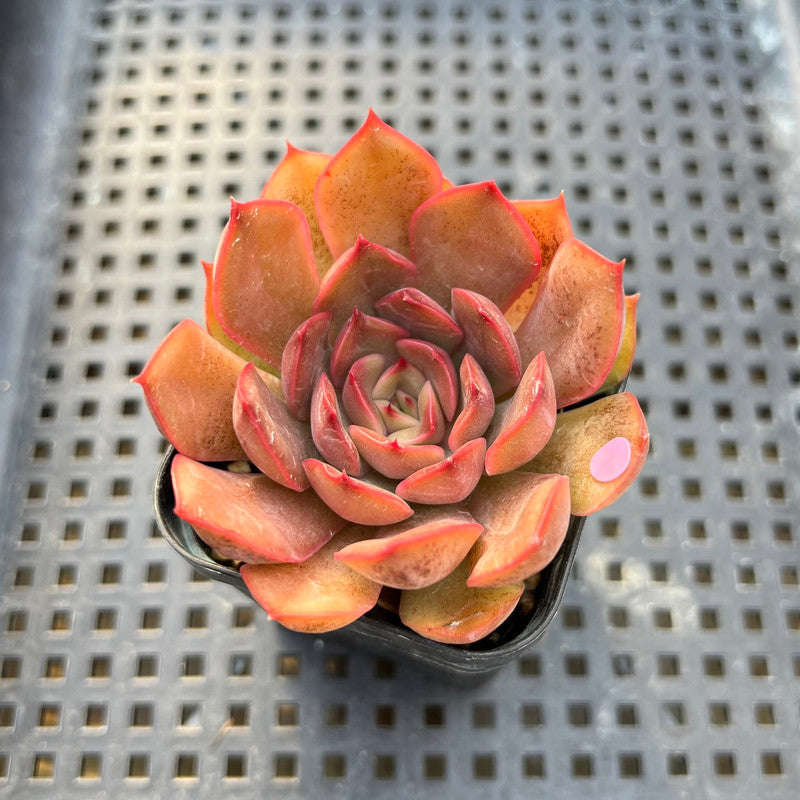 Echeveria 'Renoir' 2" Succulent Plant