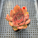 Echeveria 'Renoir' 2" Succulent Plant