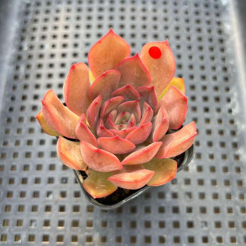 Echeveria 'Renoir' 2" Succulent Plant