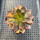 Echeveria 'Black Prince' Variegated 2" Succulent Plant