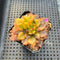 Echeveria 'Black Prince' Variegated 2" Succulent Plant