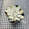 Echeveria 'Alice Blue' 2" Succulent Plant