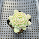 Echeveria 'Modal' 2" Succulent Plant